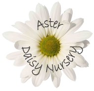 Aster Daisy